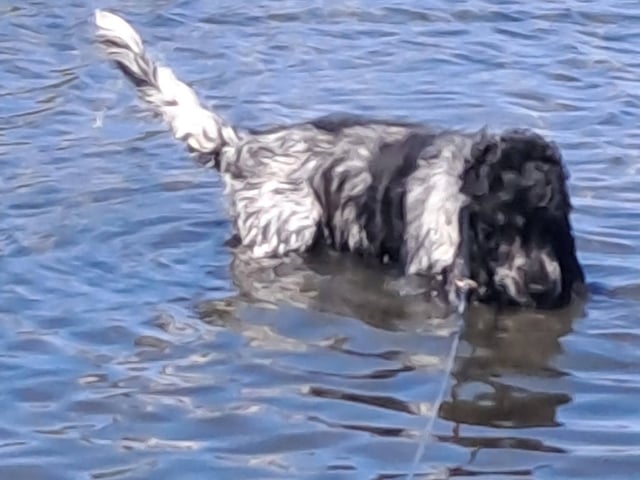 Cocker spaniel