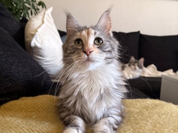 Maine Coon · Bjursås · Estelle W.