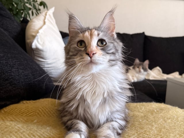 Maine Coon · Bjursås · Estelle W.