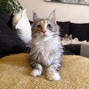 Maine Coon