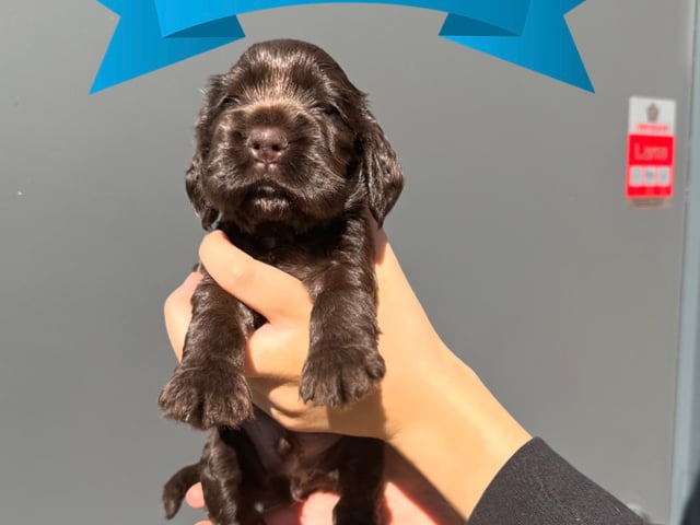 Cocker spaniel