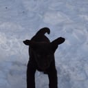 Labrador retriever