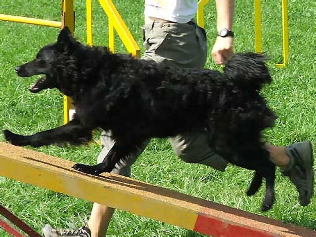 Hrvatski ovčar (kroatisk hyrdehund)