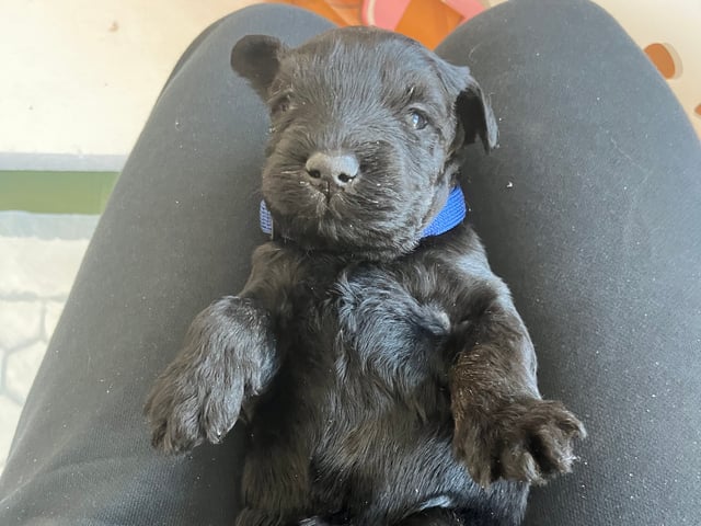 Kerry blue terrier