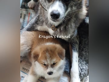 Krayon's kennel