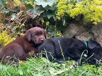 Labrador retriever · Lövestad · Sheep Trix