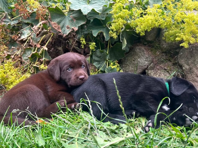 Labrador retriever