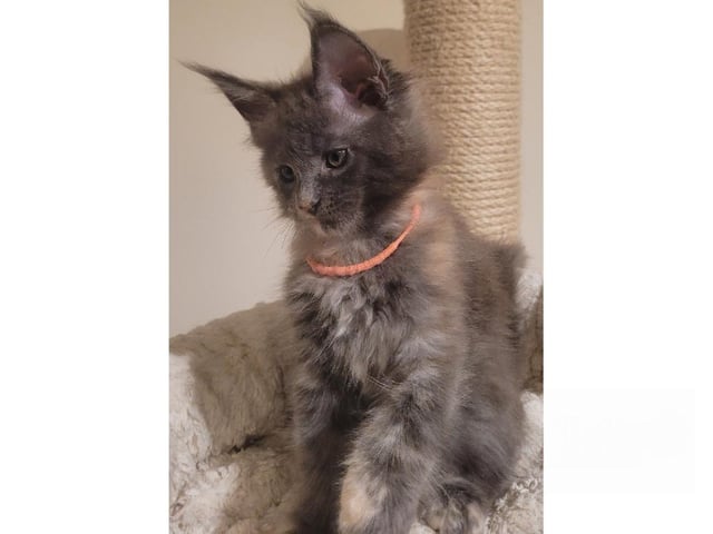 Maine Coon