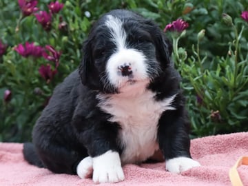 Berner sennenhund · Ramnes · Milkcreek