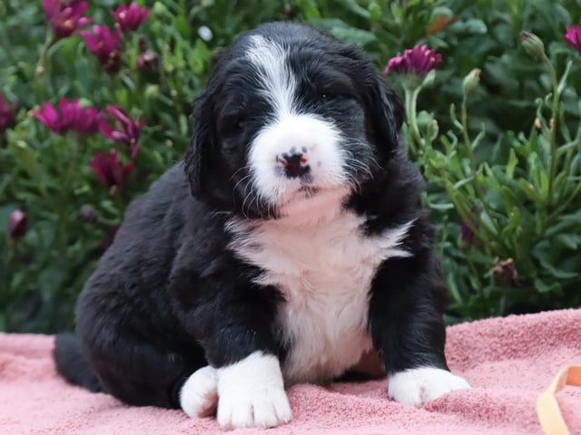 Berner sennenhund · Ramnes · Milkcreek