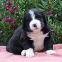 Berner sennenhund