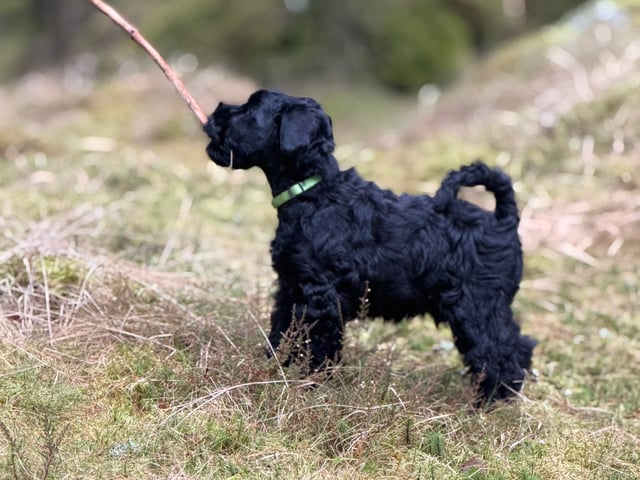 Kerry blue terrier