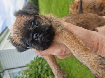Griffon bruxellois · Rennesøy · Signy Aske