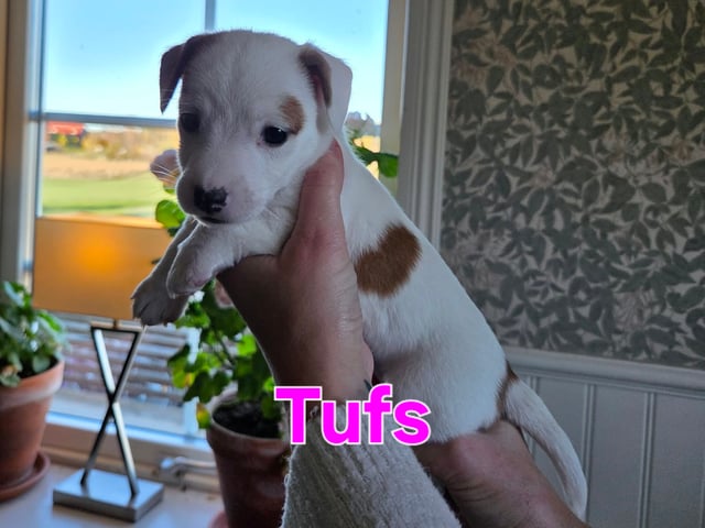 Jack Russell terrier