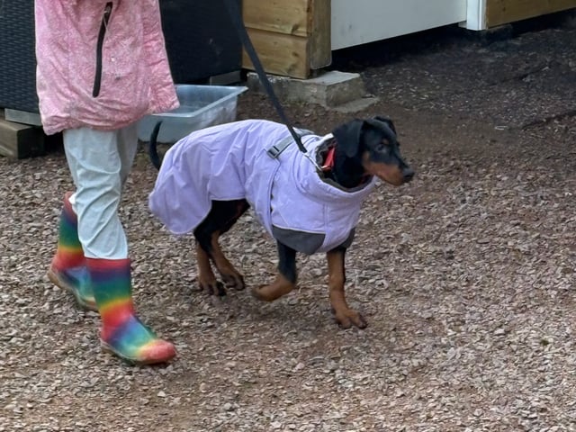 Dobermann