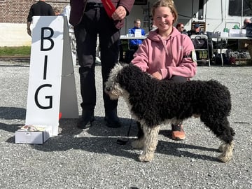 Spansk vannhund · Lysekloster · Camilla Kvamme Røstum