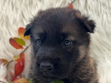 Schæferhund · Liden · Snömarkens