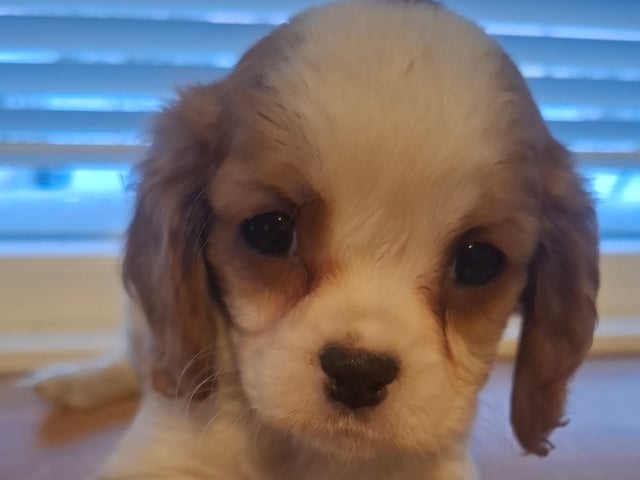 Cavalier king charles spaniel