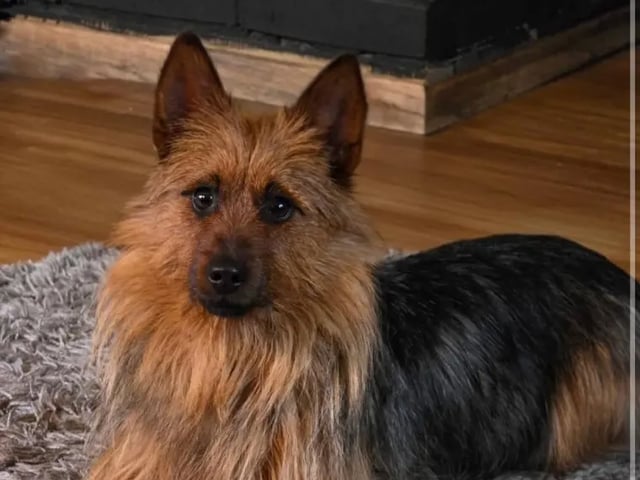 Australsk terrier