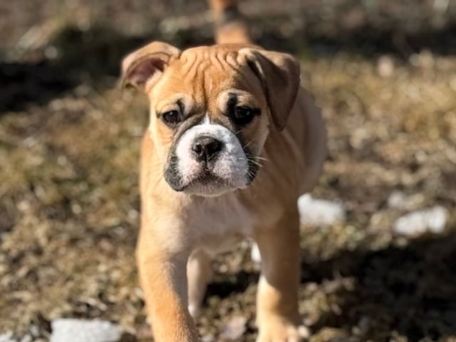 Continental Bulldog