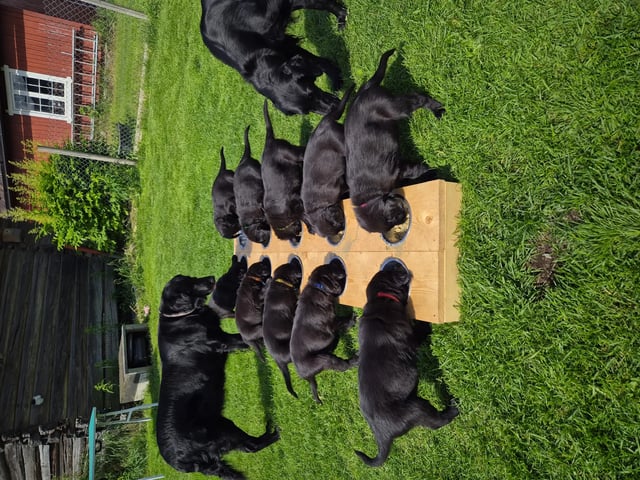 Flatcoated retriever