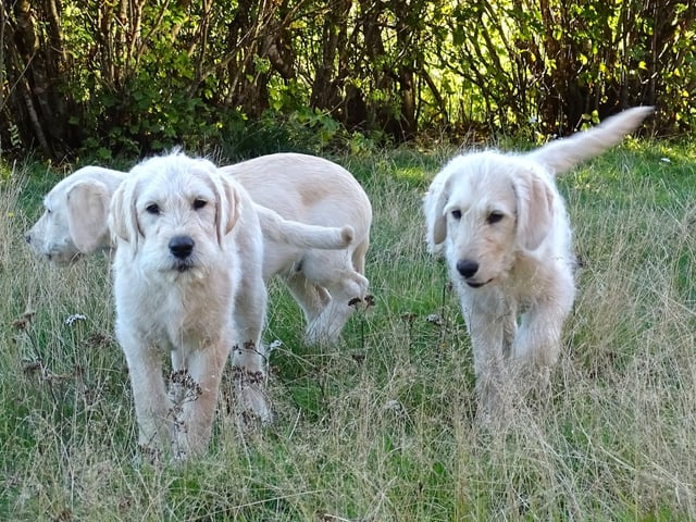 Labradoodle · överkalix · Humlehjarta