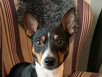 Kennel Atrichos