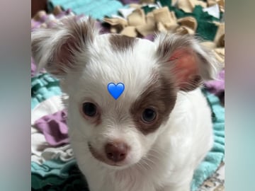 Chihuahua · Nacka · Andréa Fleischer