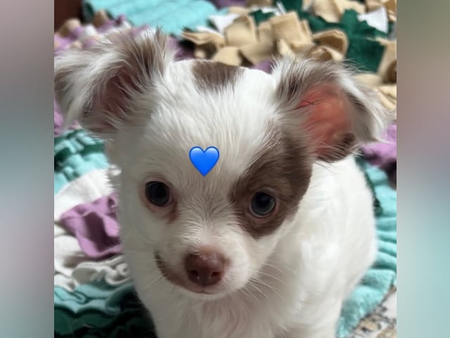 Chihuahua