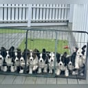 Welsh corgi cardigan