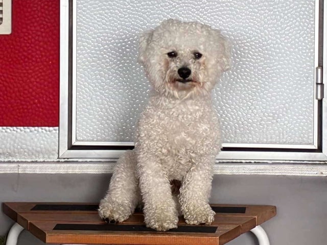 Bichon frisé