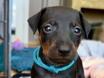 WestChester Kennel
