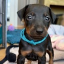 Manchesterterrier