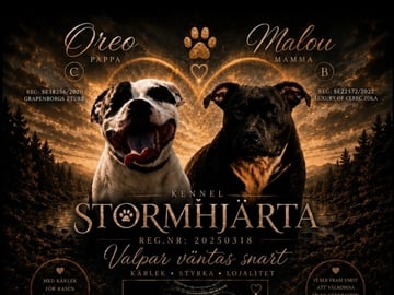 Stormhjärta