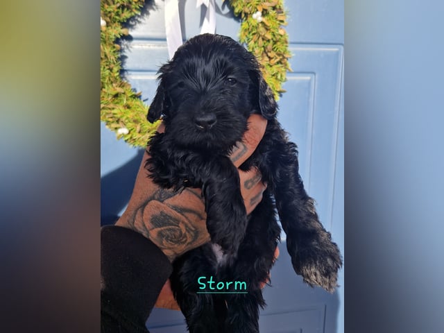 Labradoodle · Mockfjärd · Dalkullas labradoodle