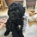 Pugotto_Pudelmix
