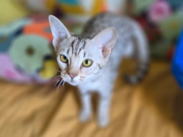 Ocicat · Uppsala · S*John-Johns