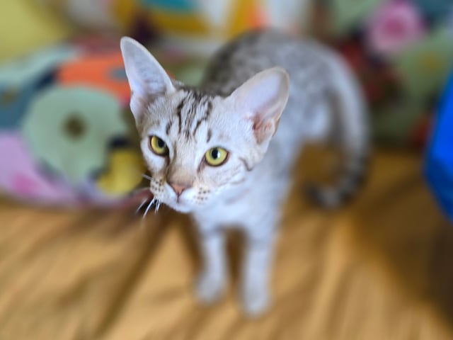 Ocicat
