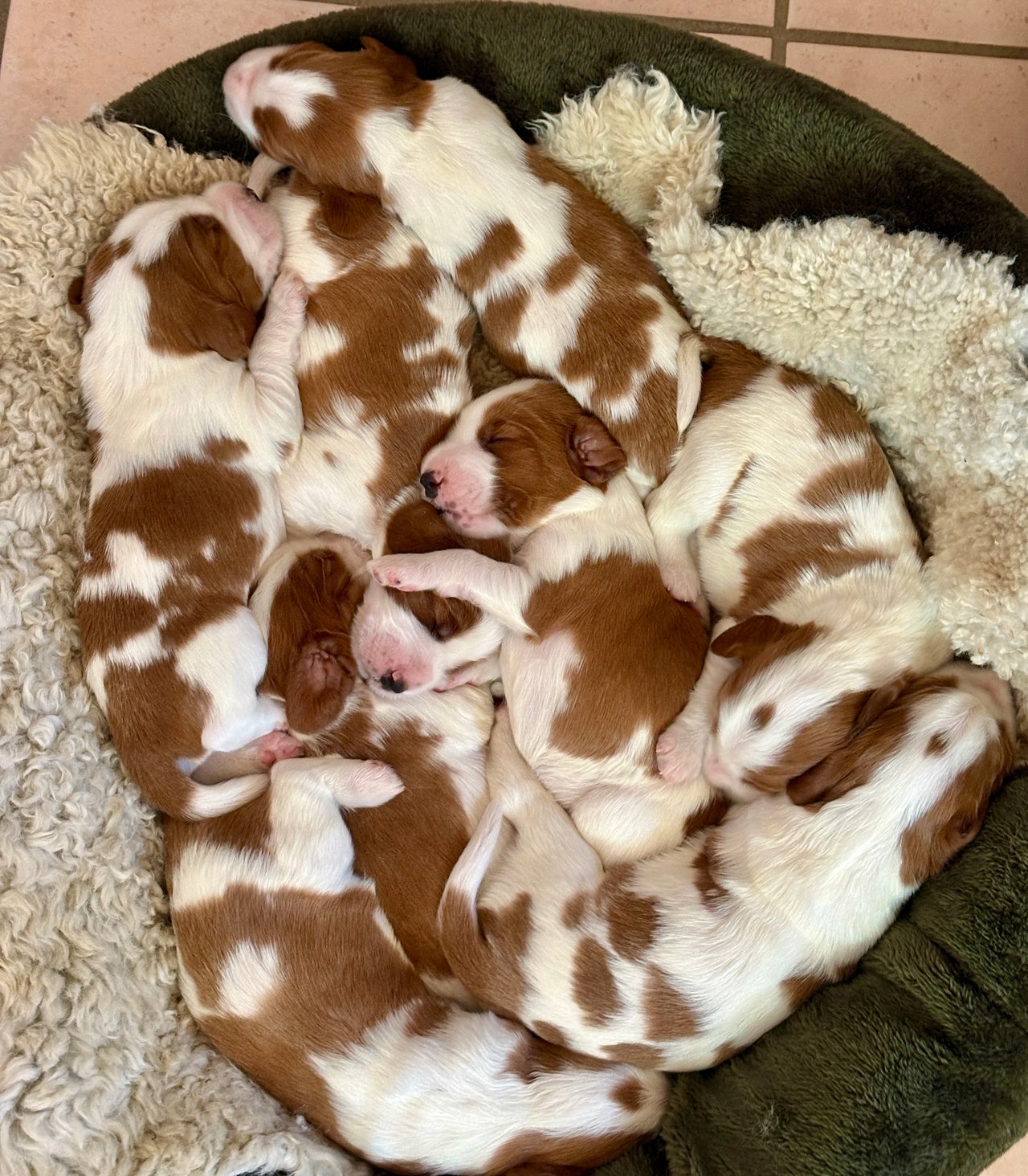 Lovely Design’s kennel