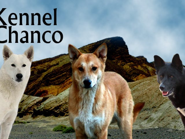 Kanaanhund