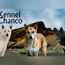 Kanaanhund