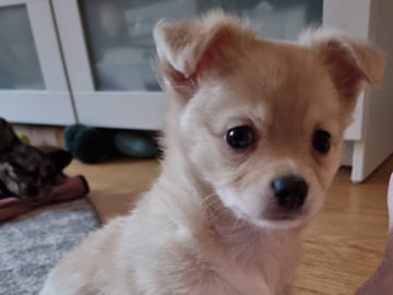 Chihuahua blandras · Bålsta · Bålsta