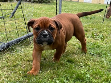 Olde English Bulldogge · Malmö · Ulrika L.