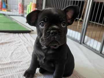 Fransk bulldog · Munka-ljungby · Skogslyckan