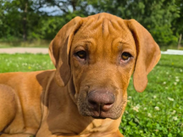 Rhodesian ridgeback