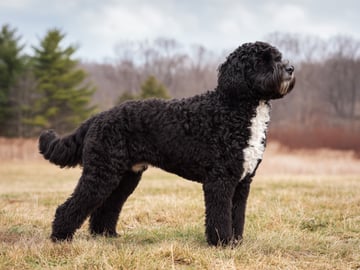 Portugisisk vattenhund