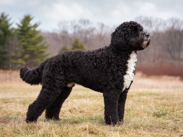 Portugisisk vandhund