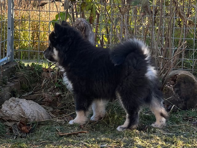 Finsk lapphund · övertorneå · Vita Viddens kennel