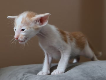 Oriental Adore Cattery