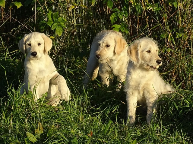 Labradoodle · överkalix · Humlehjarta